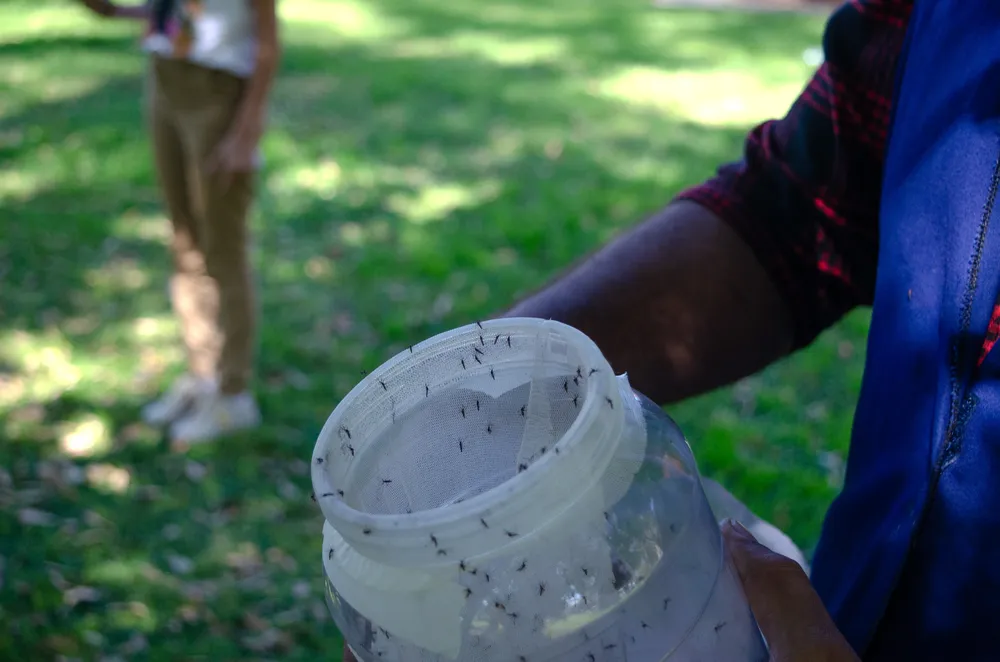 Liberación mosquitos irradiados 1