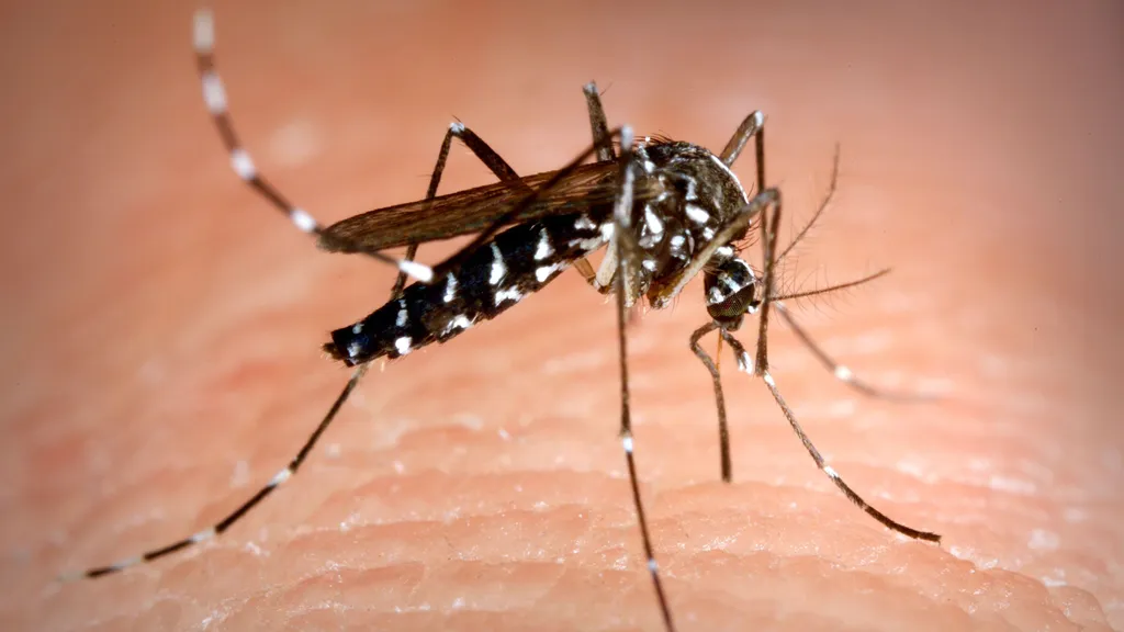 aedes-albopictus-mosquito-also-known-as-the-asian-tiger-mosquito_1083