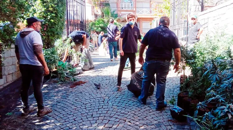 NOTA 2 INCAUTACIÓN MARIHUANA