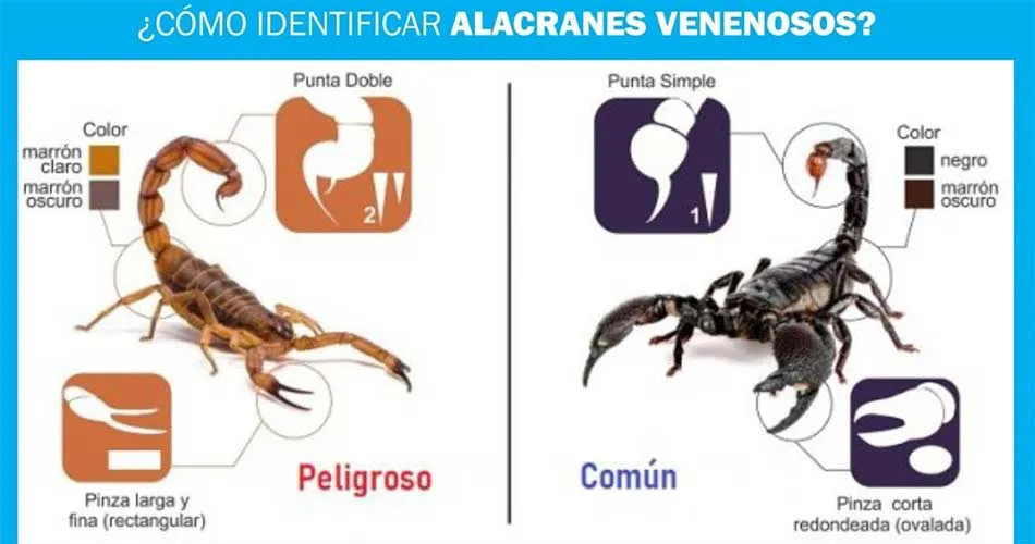 NOTA 2