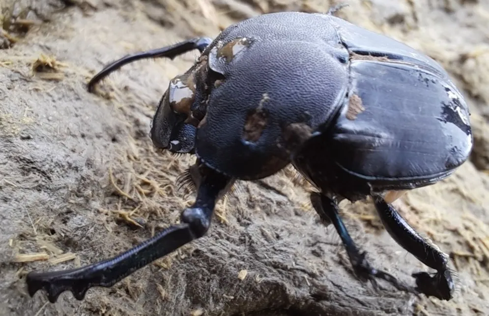 La Primera Escarabajo