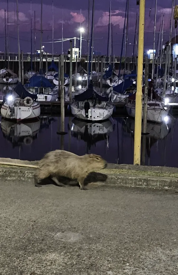 Rescatan un carpincho que deambulaba entre autos en plena avenida Del Libertador