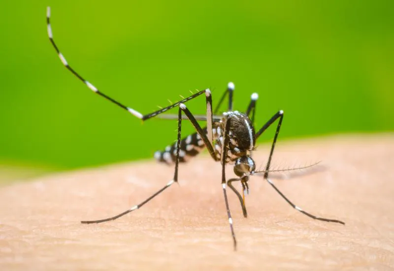 dengue_share